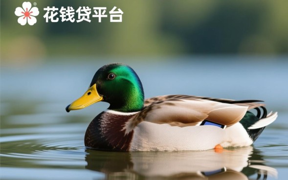 花鸭借钱可靠吗，是正规平台吗容易通过吗利息高吗